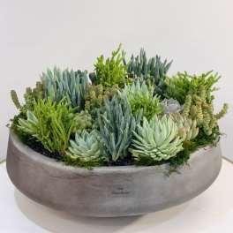 Modern Succulent Bowl