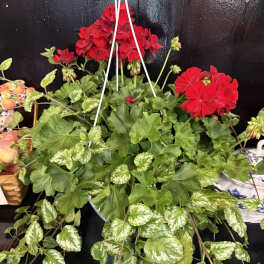 Geranium Hanging Basket