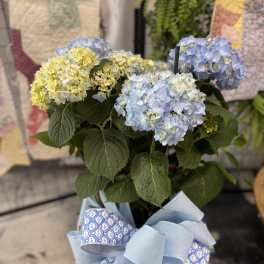 Heavenly Hydrangea for Mom