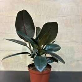 Houseplant rubber tree
