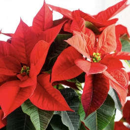 Red poinsettia plant with bright bracts and green leaves