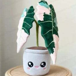Potted plant with large variegated leaves in a cute face planter