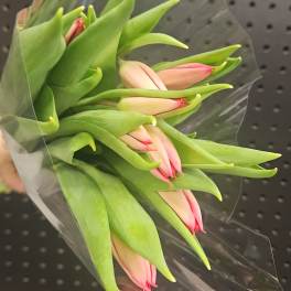 Tulip Tuesday