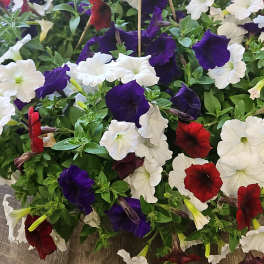 Hanging Basket