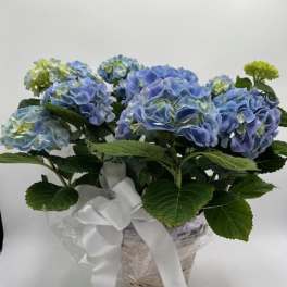 Blue hydrangea arrangement in a wrapped basket with a white ribbon