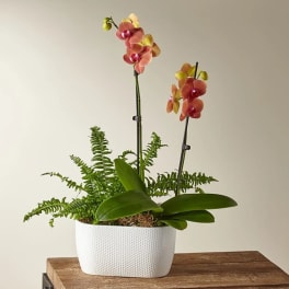 Autumn Glow Orchid