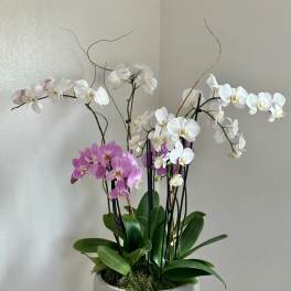 Potted orchid arrangement with white and pink blooms in a white bowl planter