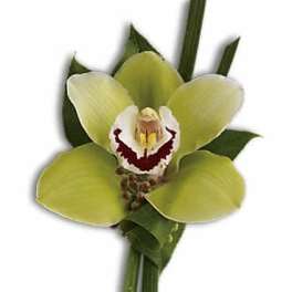 Green Orchid Boutonniere