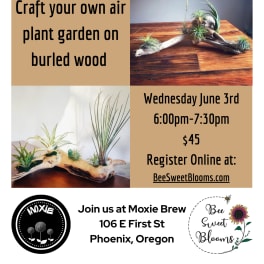 Air Plant Workshop