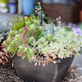 Potted succulent arrangement in a black square planter