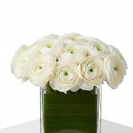 Ranunculus