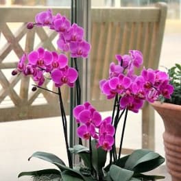 Large Designers choice orchid forest arrangement