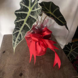 Plant of love