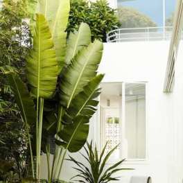 Zen tropical Garden makeover
