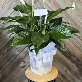 White peace lily plant in a woven basket with a ribbon