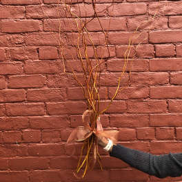 Bundle of decorative curly branches tied with a ribbon against a brick wall