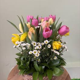 Spring Tulip Garden