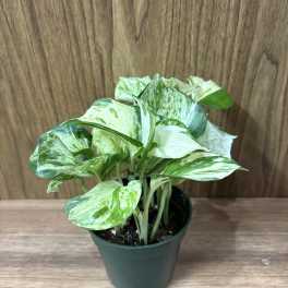 Variegated green-and-white potted plant in a plastic nursery pot