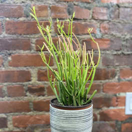 Potted succulent with thin green stems in a striped ceramic pot