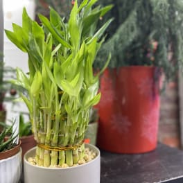 Potted lucky bamboo plant with bright green stalks and leaves