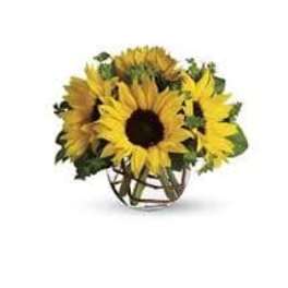 Sunshine Sunflowers
