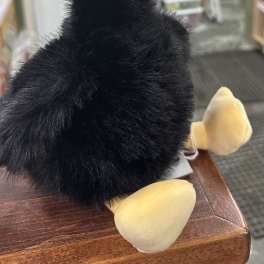 The Black Duck