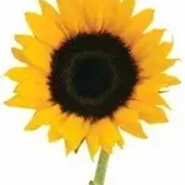 Single sunflower with a long stem on a white background
