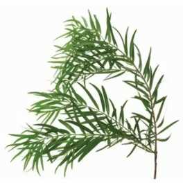Single green leafy branch on a white background