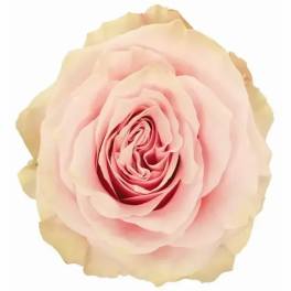 Close-up of a pale pink rose bloom with cream-tinted outer petals