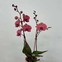 Pink orchid plant in a textured peach pot