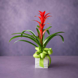Tropical Bromeliad Plant