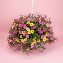 12” Hanging Basket