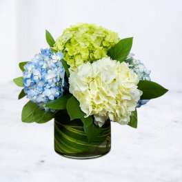 Tri-Color Hydrangea