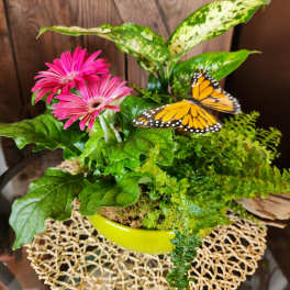 Dish garden with pink gerbera daisies, assorted green plants, and a monarch butterfly in a lime bowl.