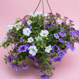 10” Hanging Basket