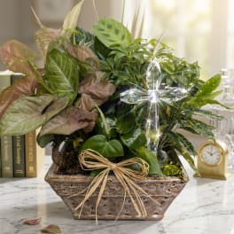 Sympathy Dish Garden