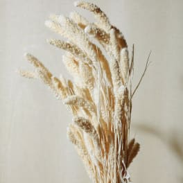 Preserved White Setarea