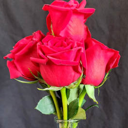 Small Red Roses by the Dozen (no greens)