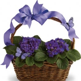 Violets And Butterflies