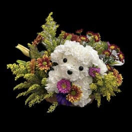 Poodle in the Fall