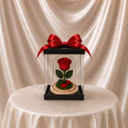 Single red rose in a clear display box with a red ribbon