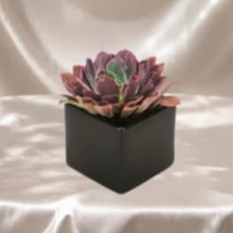 Modern Succulent Garden