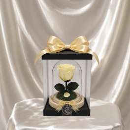 Forever Rose – Champagne (Height: 6.69 ")