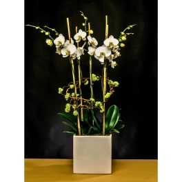 White Elegance Unveiled