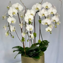 White orchids arranged in a gold pot with glossy green leaves