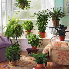 Designers Choice Plants - Small, Medium and Large Options