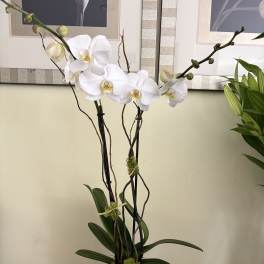 Potted Phalenopsis