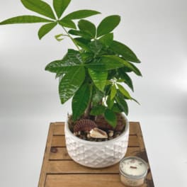 Money Tree (DL)