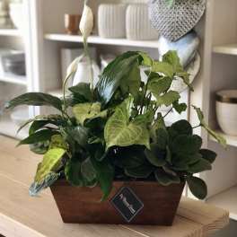 Green Dish Garden - FB