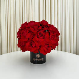 Scarlet Elegance
